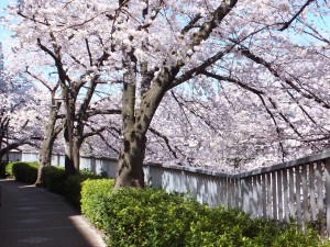 神田川の桜