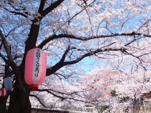 神田川の桜 『早稲田桜まつり』