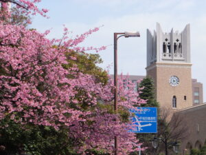 早稲田大学にも春が来ました！