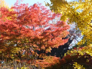 小石川後楽園『深山紅葉を楽しむ』