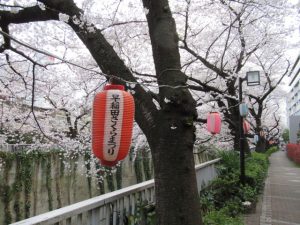 早稲田さくらまつり