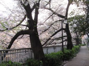 早稲田さくらまつり(神田川)