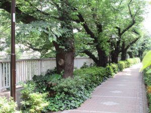 散歩しなから、おしゃべりを楽しみました。
