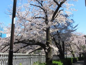 神田川の遊歩道を散歩しました。