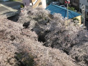 神田川の桜
