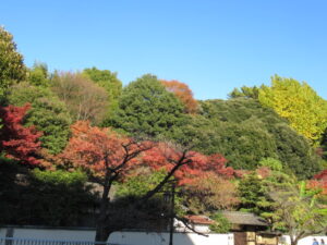 神田川の遊歩道で散歩を楽しみました。