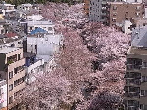 神田川の桜を見ながら３分間のフリートーク！
