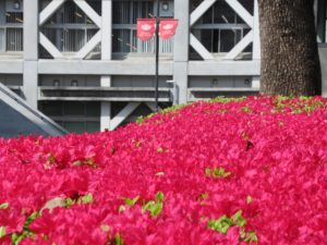 早稲田大学理工キャンパスの花壇